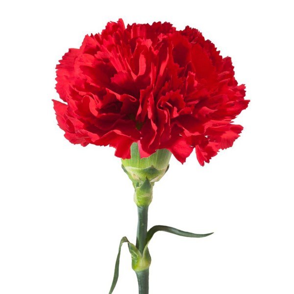 Red carnation (dianthus)