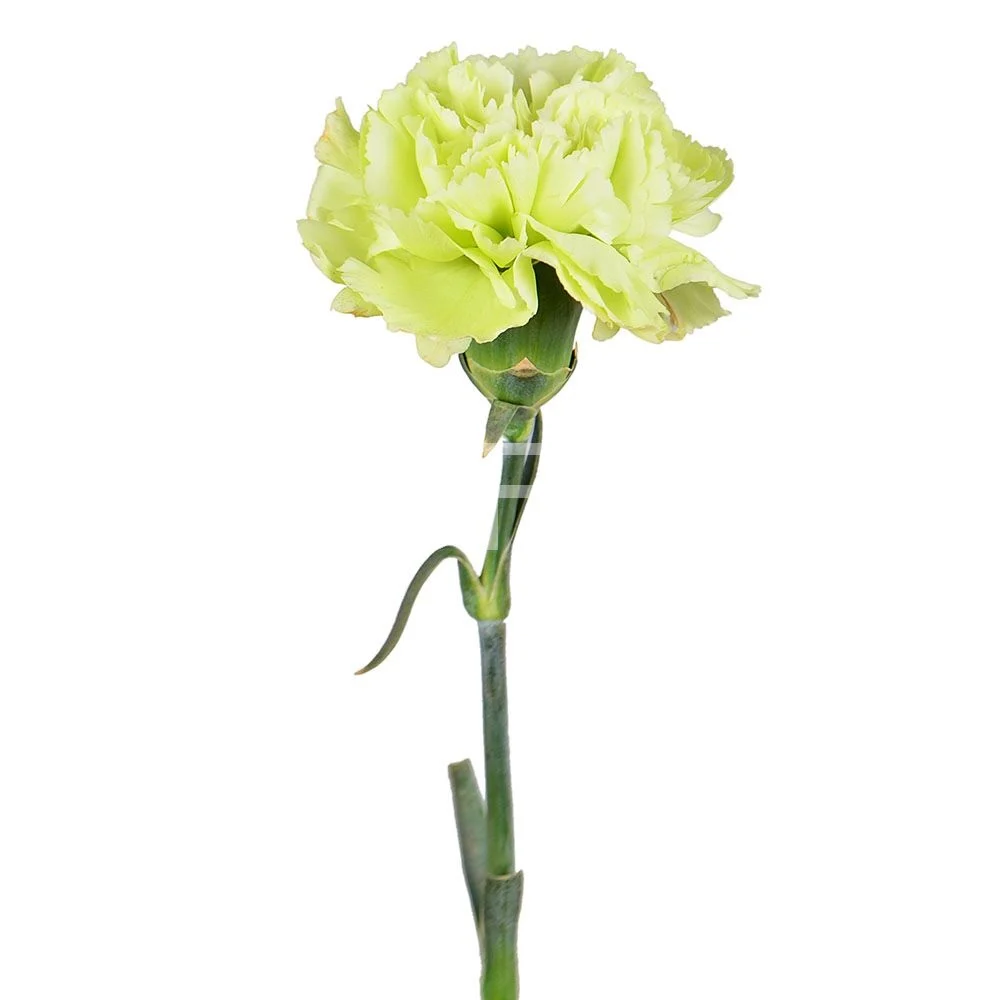 Green carnation (dianthus)